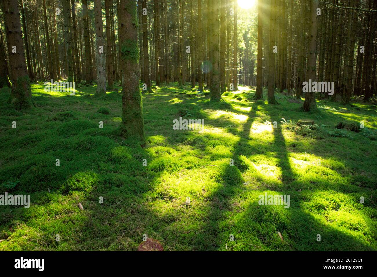 Luce del sole in foresta verde. Foto Stock