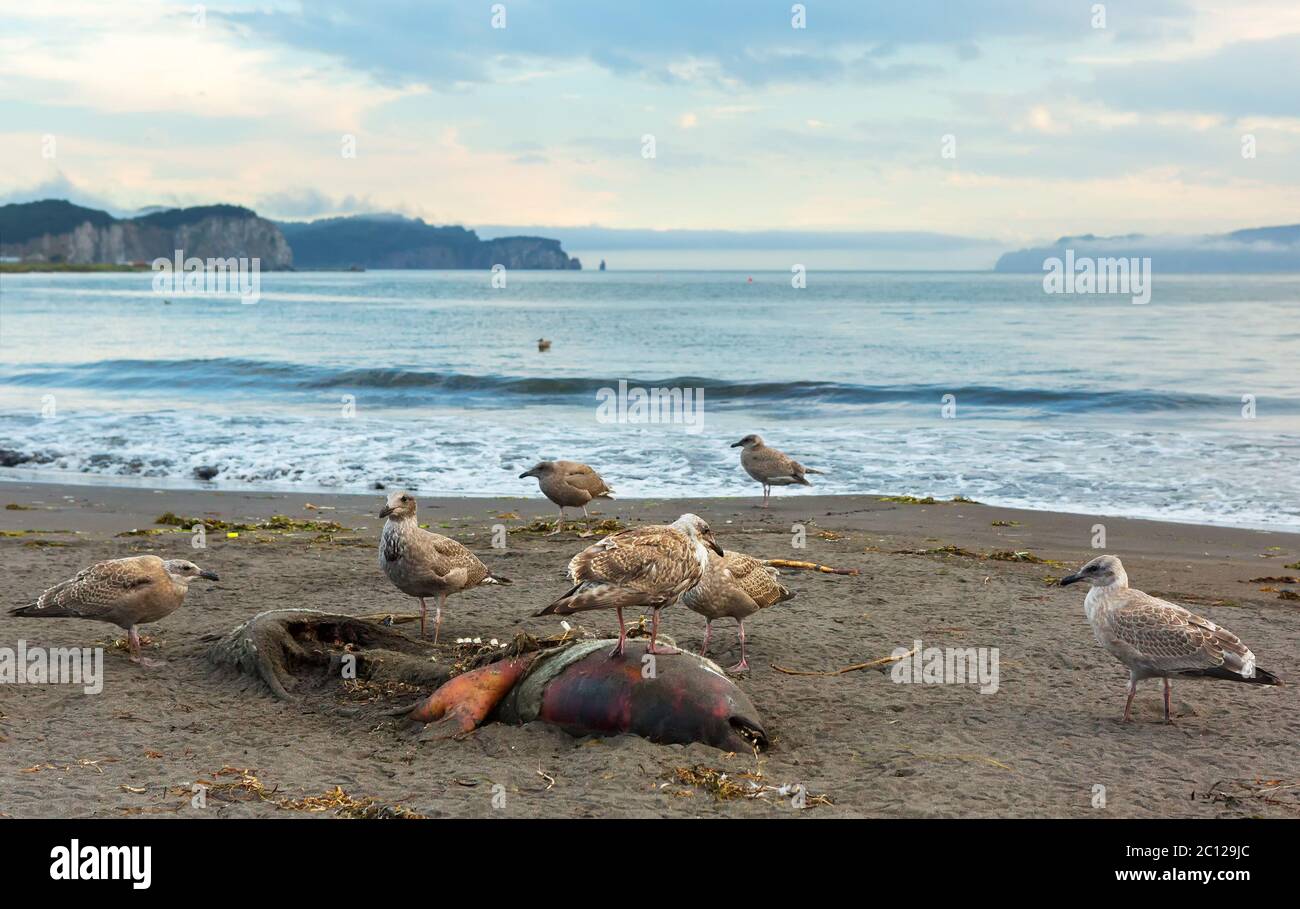 Pacific Gabbiano mangiare guarnizione morto sulla spiaggia. Foto Stock