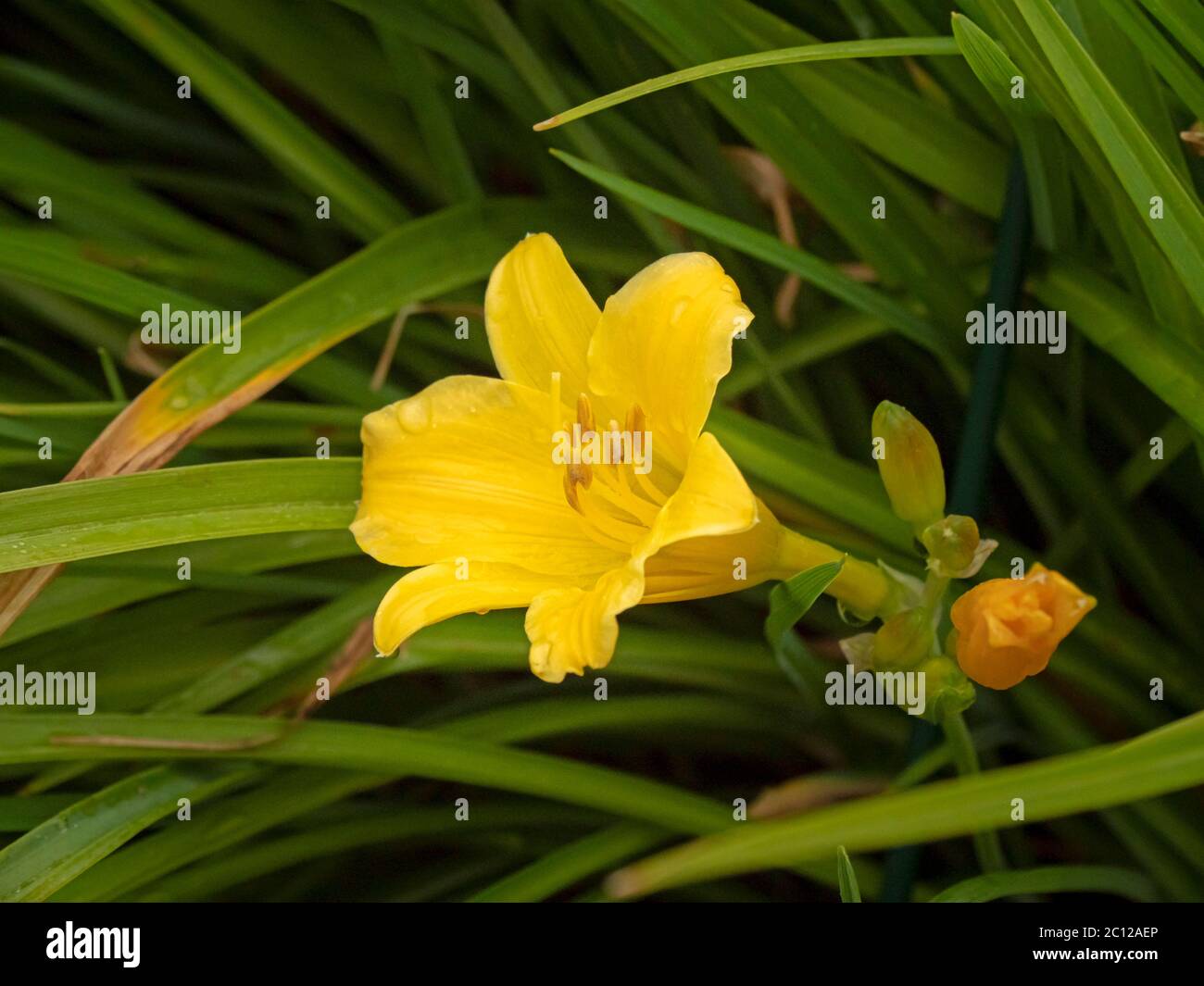 Fioritura giglio giallo in un giardino, varietà Hemerocallis Stella de Oro Foto Stock
