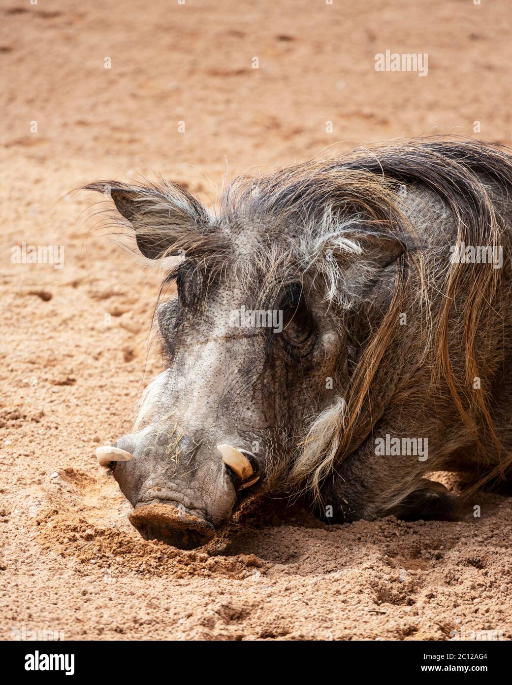 Testa di warthog comune (Phacochoerus africanus), Bioparc, Valencia, Spagna. Foto Stock