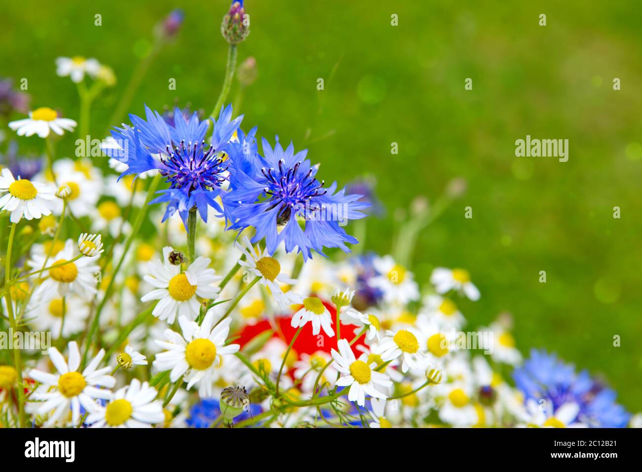 Bouquet di fiori selvatici . Foto Stock