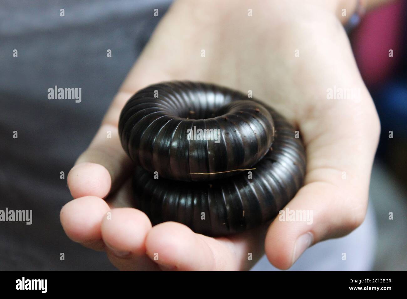 Il gigante africano millipedo nero Archispirostreptus gigas è seduto sul braccio. Foto Stock