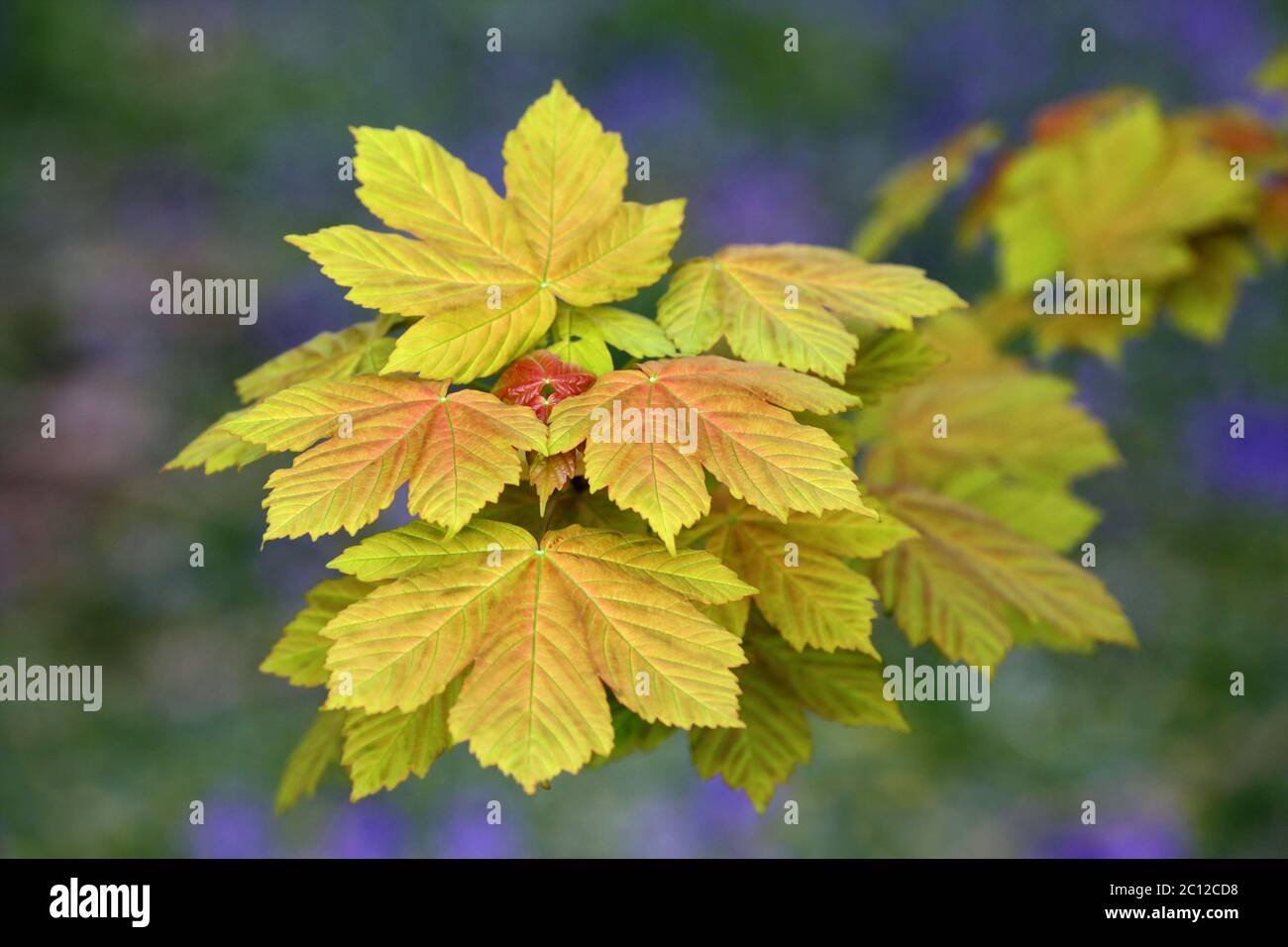 Foglie di sicomoro Foto Stock