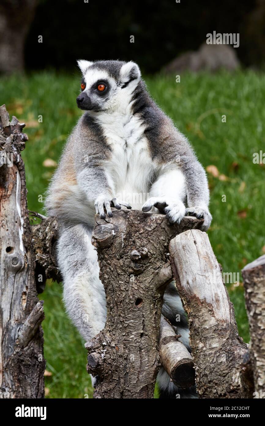 Lemure con coda ad anello (Lemur catta) seduto su una recinzione, Bioparc, Valencia, Spagna. Foto Stock