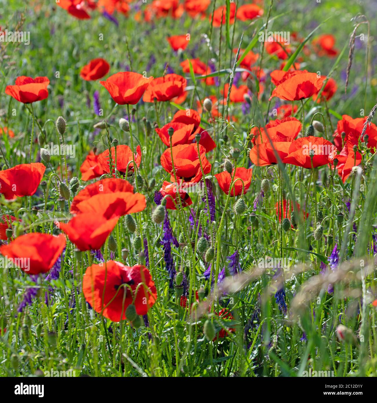 Papavero di mais rosso, rhoeas di papaver, in un prato Foto Stock