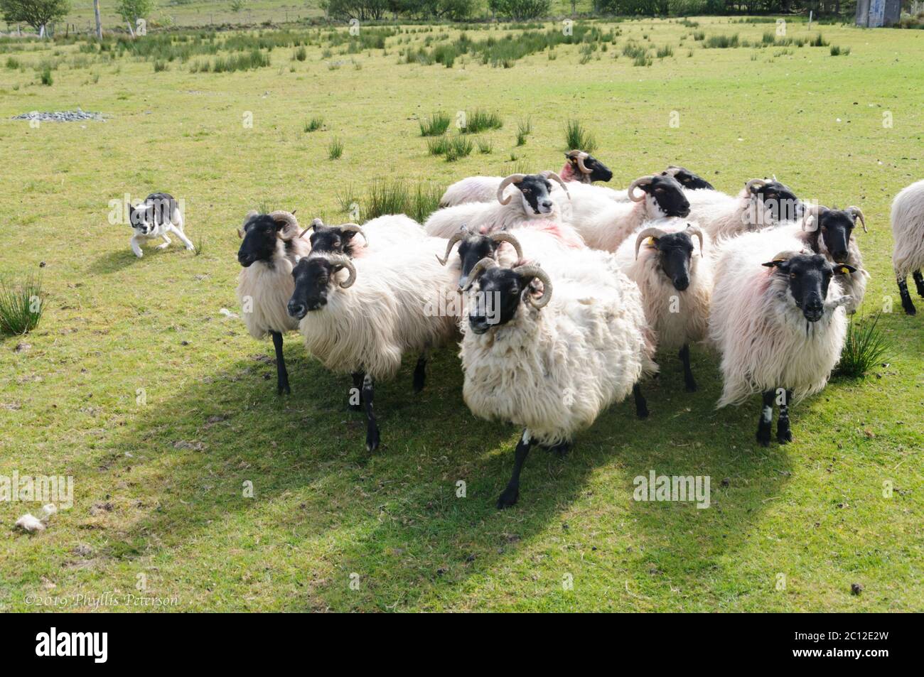 Treaty Inspiration Team up with Il cane bianco e nero corre dietro il gregge di pecore per controllare i  loro movimenti in un allevamento di pecore in Irlanda. Foto di alta qualità  Foto stock - Alamy