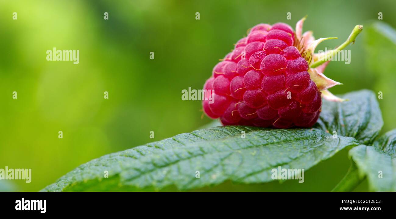 Palme che si stendono sotto gli alberi. Foto Stock