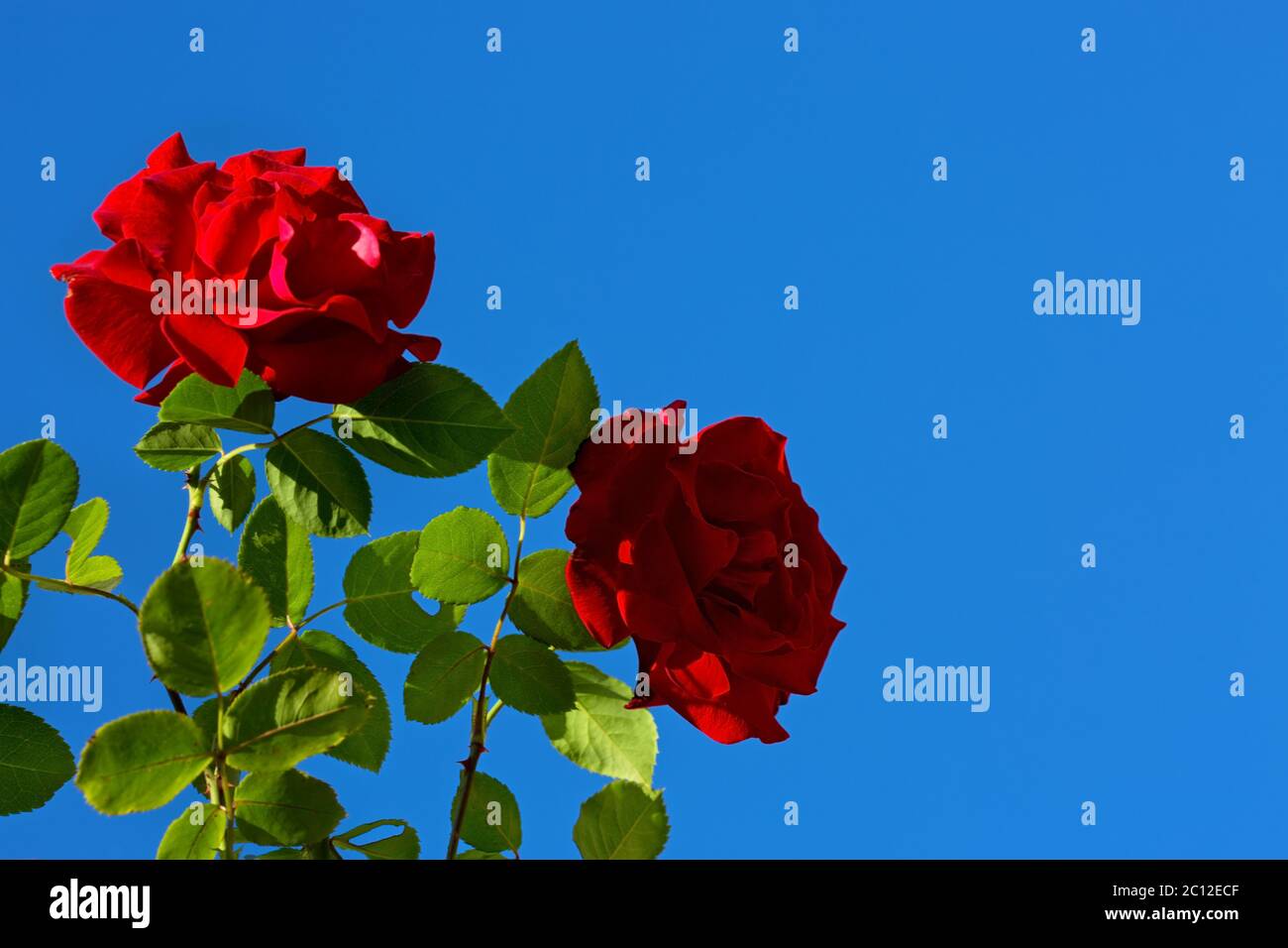 Due rose rosse sul cielo soleggiato. Foto Stock