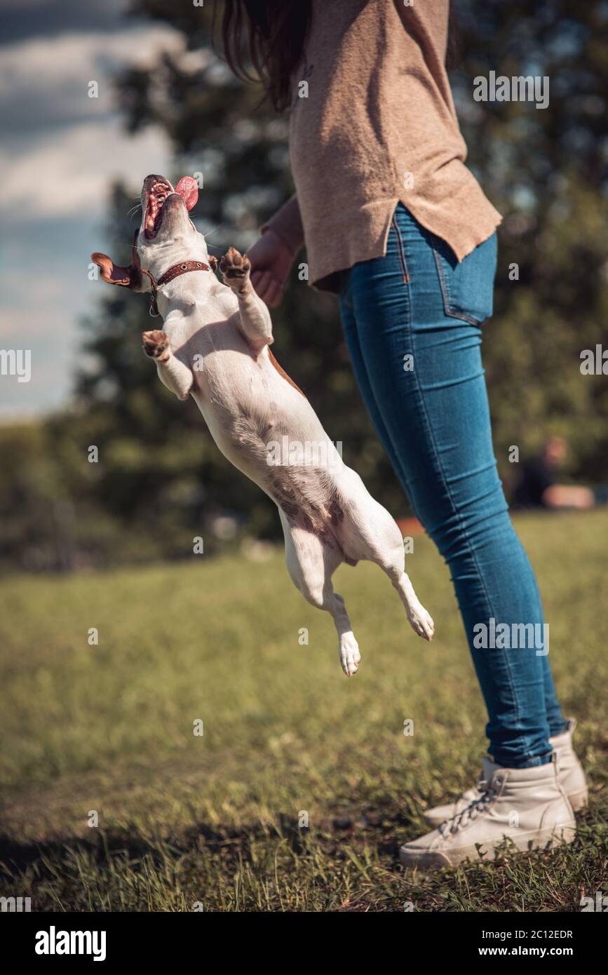 Jumping Jack Russel cane su un verde prato accanto alla ragazza Foto Stock