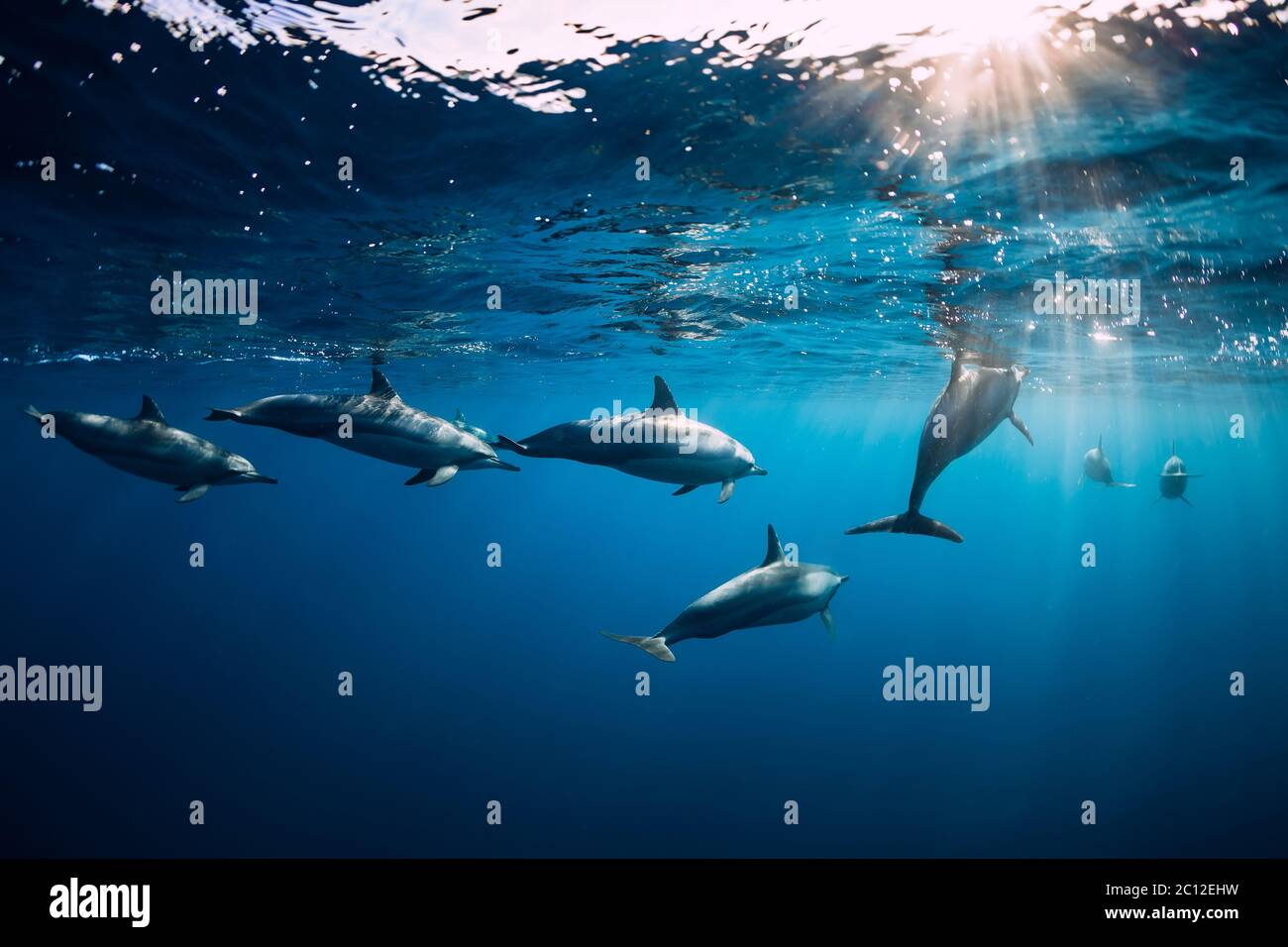 Avvistare i delfini sott'acqua nell'oceano blu. Famiglia di delfini Foto Stock