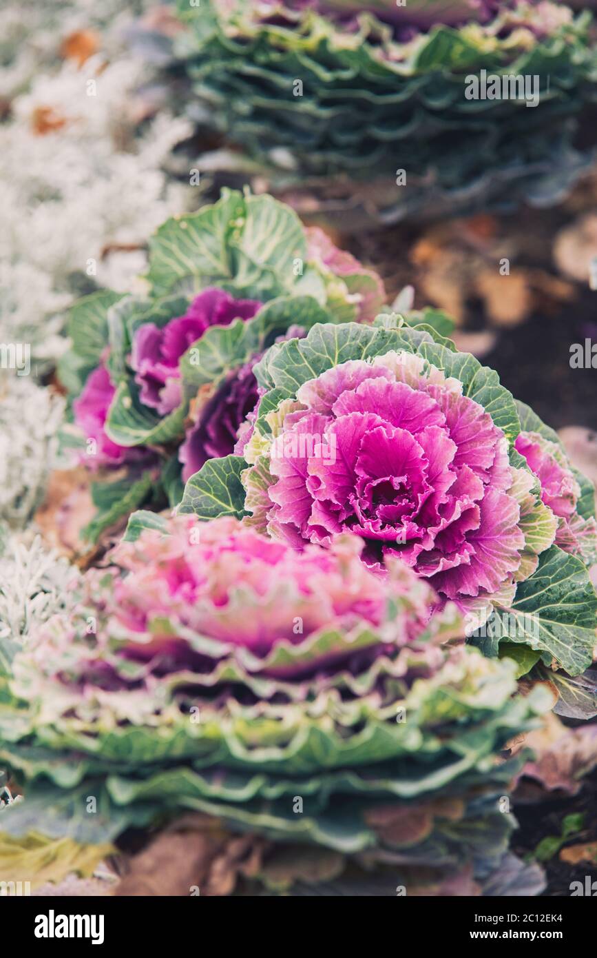 Bokeh di sfondo viola cavolo decorativo, piante ornamentali Foto Stock