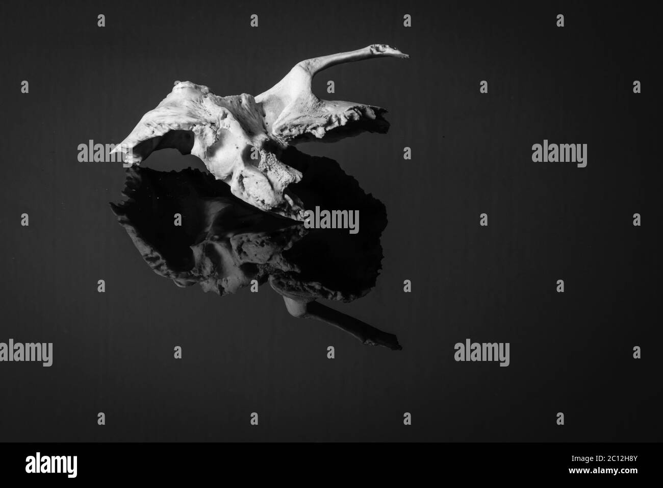 Osso temporale isolato umano lato sinistro del cranio. Vista laterale monocromatica Foto Stock