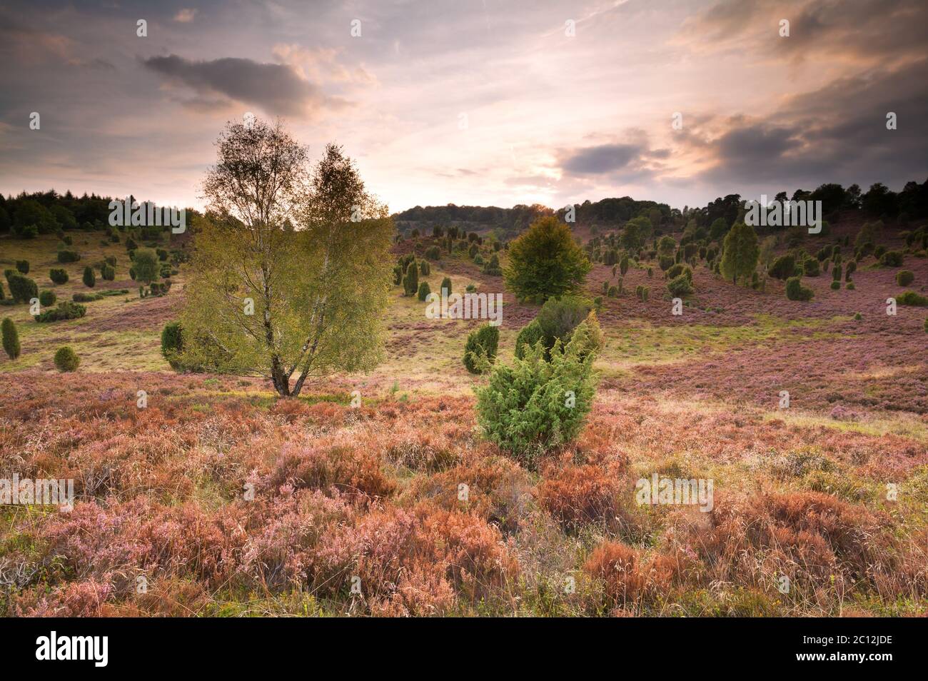 colline coperte di erica fiorente Foto Stock