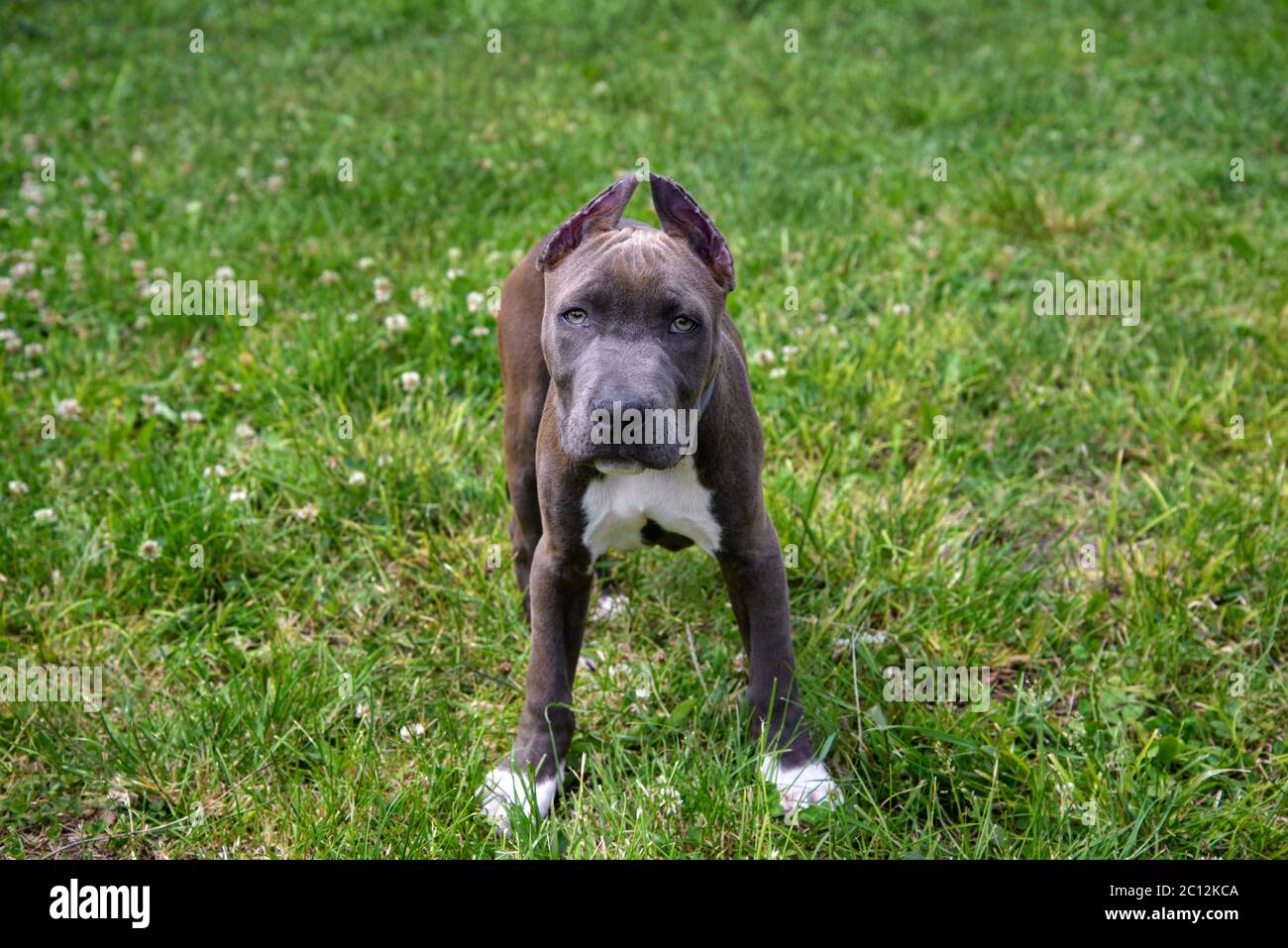 Bella cucciolo americano Staffordshire Terrier nel prato Foto Stock
