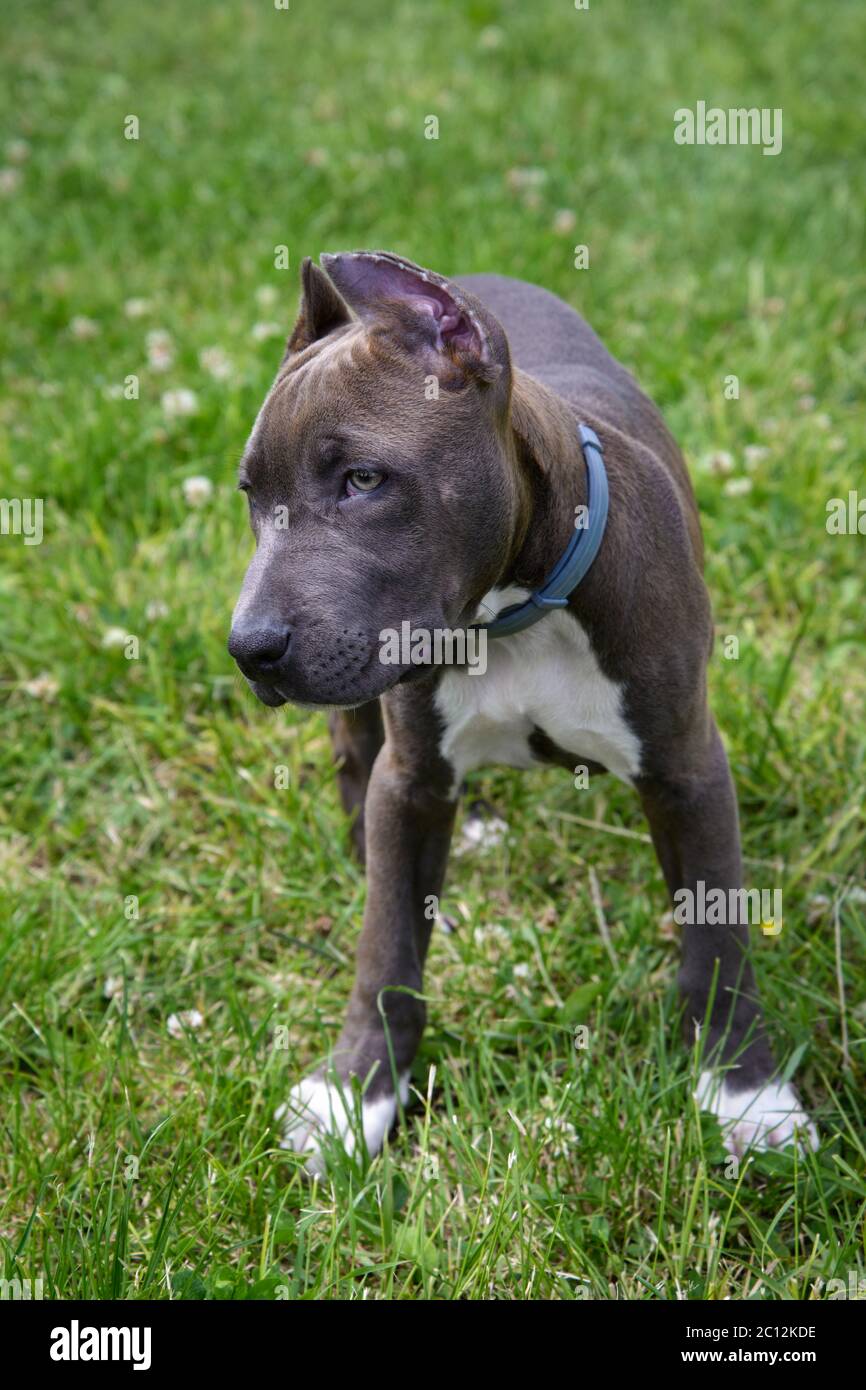 Bella cucciolo americano Staffordshire Terrier nel prato Foto Stock
