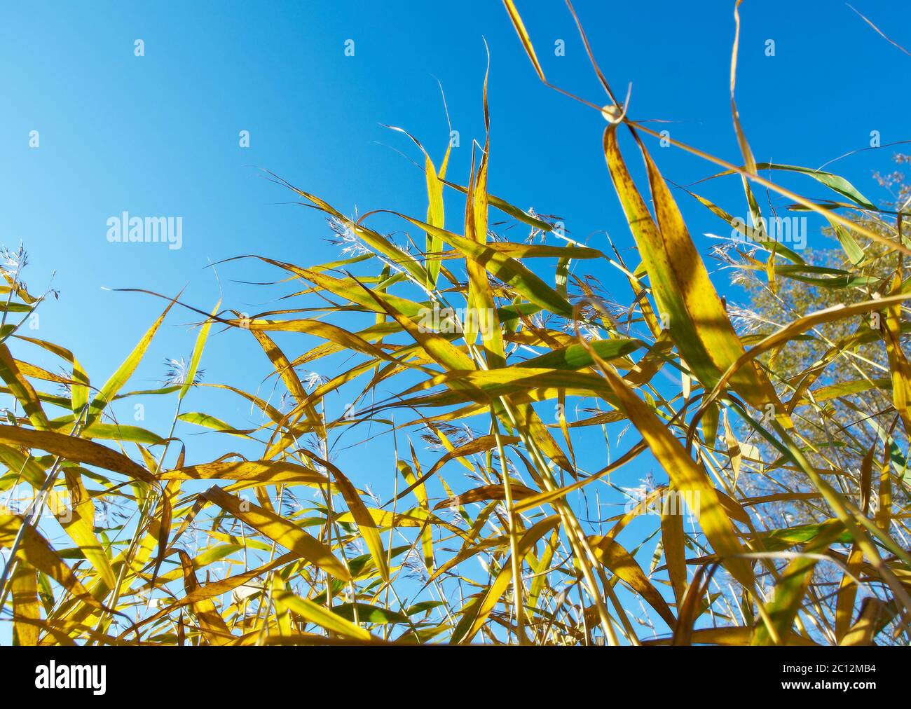 Autunno reed in condizioni di luce intensa. Foto Stock