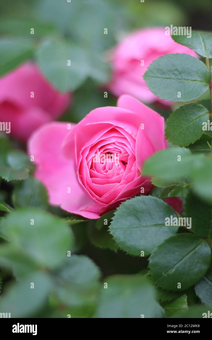 Rosa, Rosa. Primo piano di una rosa rosa con foglie in giardino Foto Stock