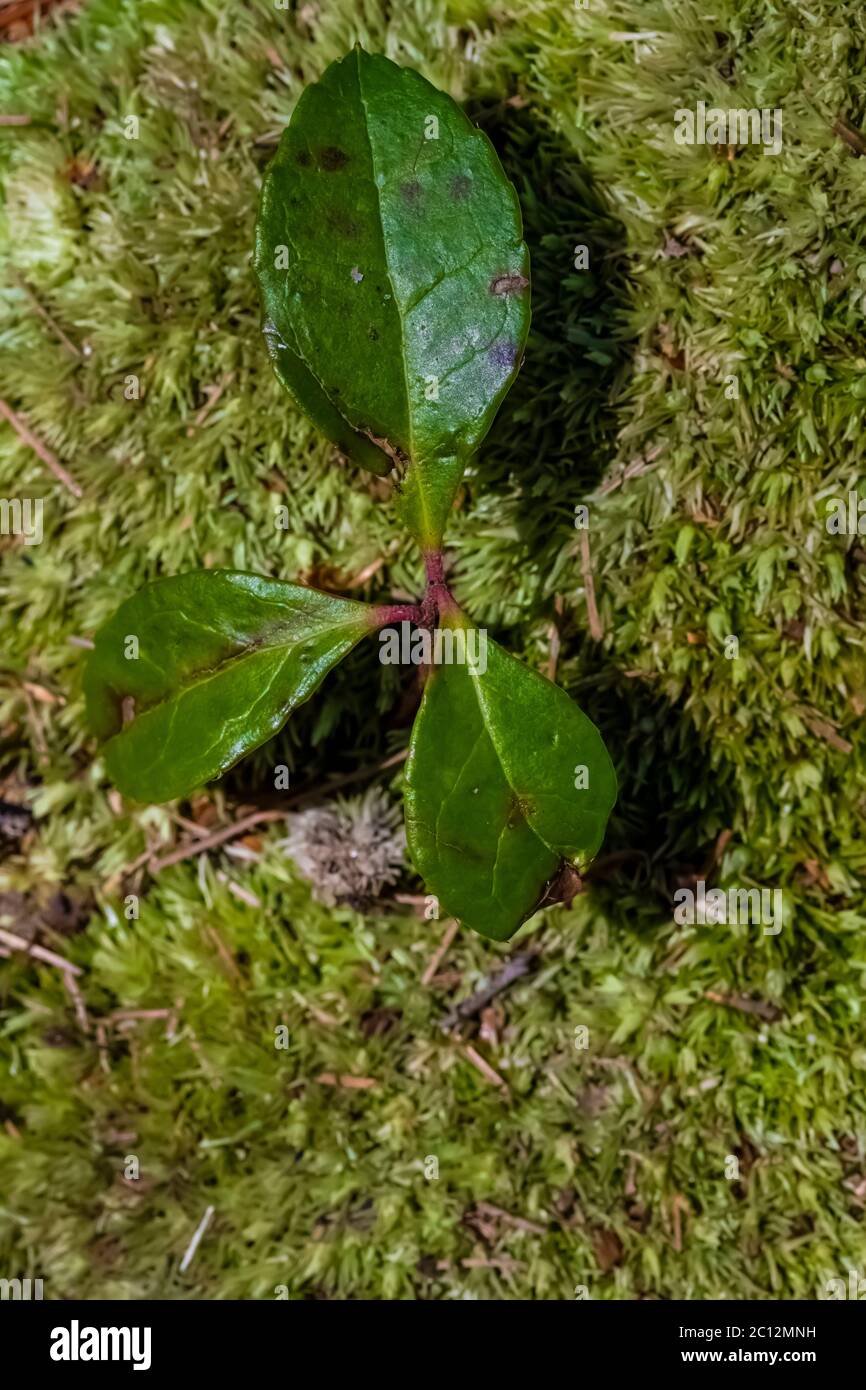 Wintergreen aromatico, Gultheria procumbens, foglie sul pavimento della foresta nel Loda Lake Wildflower Sanctuary, Huron-Manistee National Forest, Michigan, U. Foto Stock