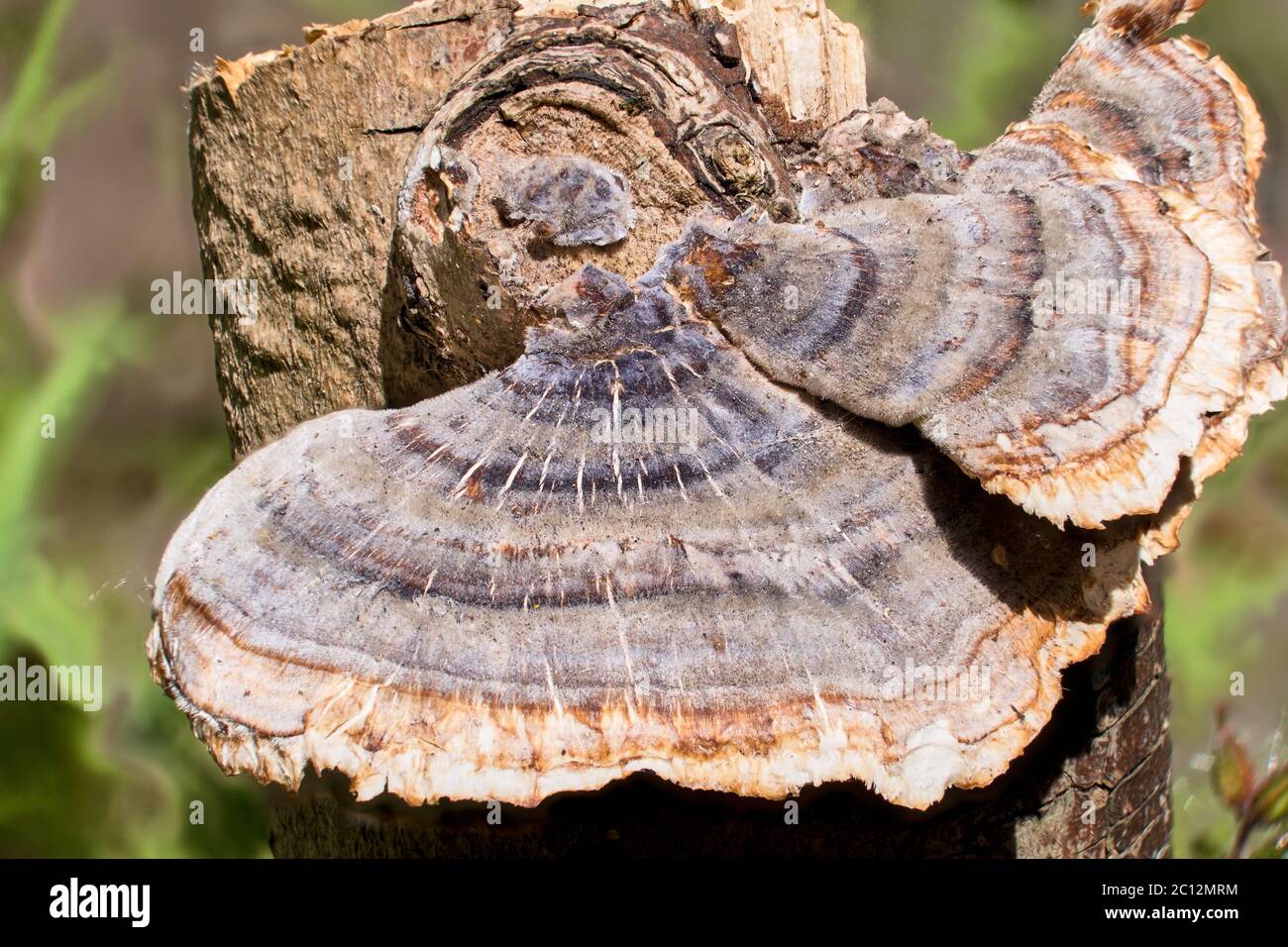 Primo piano di White Rot Mushroom su una corteccia. Foto Stock