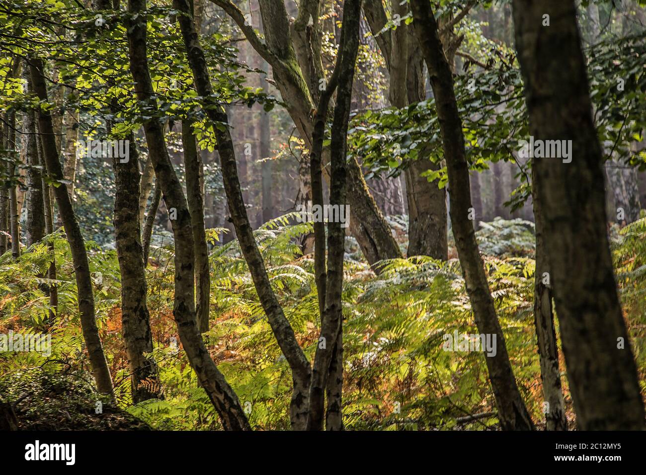 Nel bosco di Darsser (penisola Fischland-Darss-Zingst, parco nazionale Meclemburgo-Pomerania occidentale) Foto Stock
