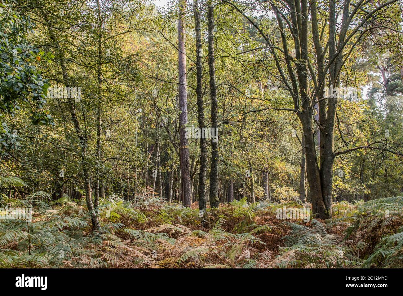 Nella foresta di Darss (penisola Fischland-Darss-Zingst, parco nazionale Vorpommersche Boddenlandschaft) Foto Stock