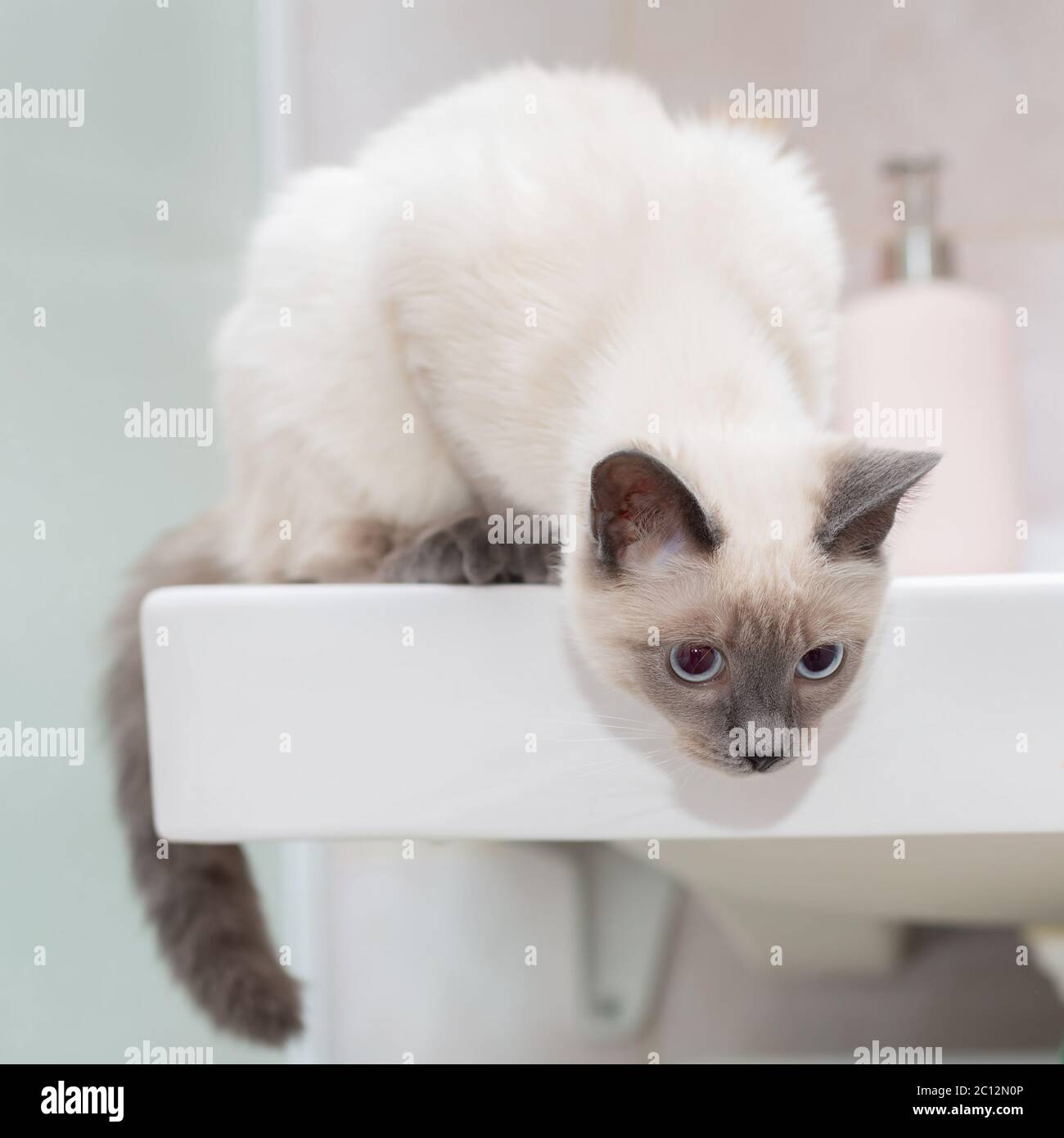 Gatto tailandese sul bordo del lavandino in bagno. Foto Stock