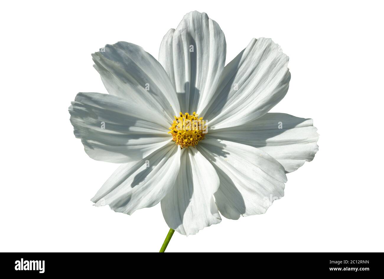 COSMOS bipinnatus 'sonata White' una pianta di fiori annuali di autunno erbacea bianca comunemente conosciuta come Aster messicano tagliato e isolato su un bianco Foto Stock