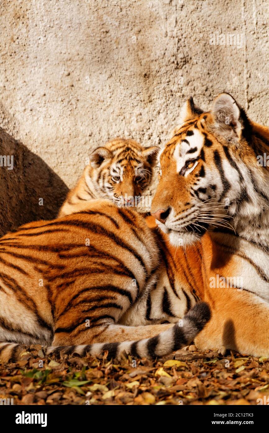 Tiger mum immagini e fotografie stock ad alta risoluzione - Alamy