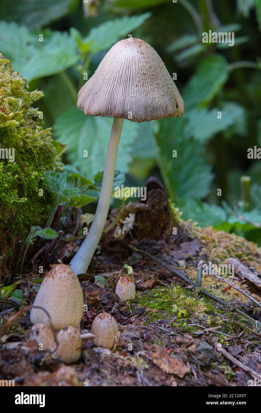 Coprinopsis atramentaria comune Inkcap che cresce su un palo di tronchi in un giardino di Norfolk, Regno Unito Foto Stock