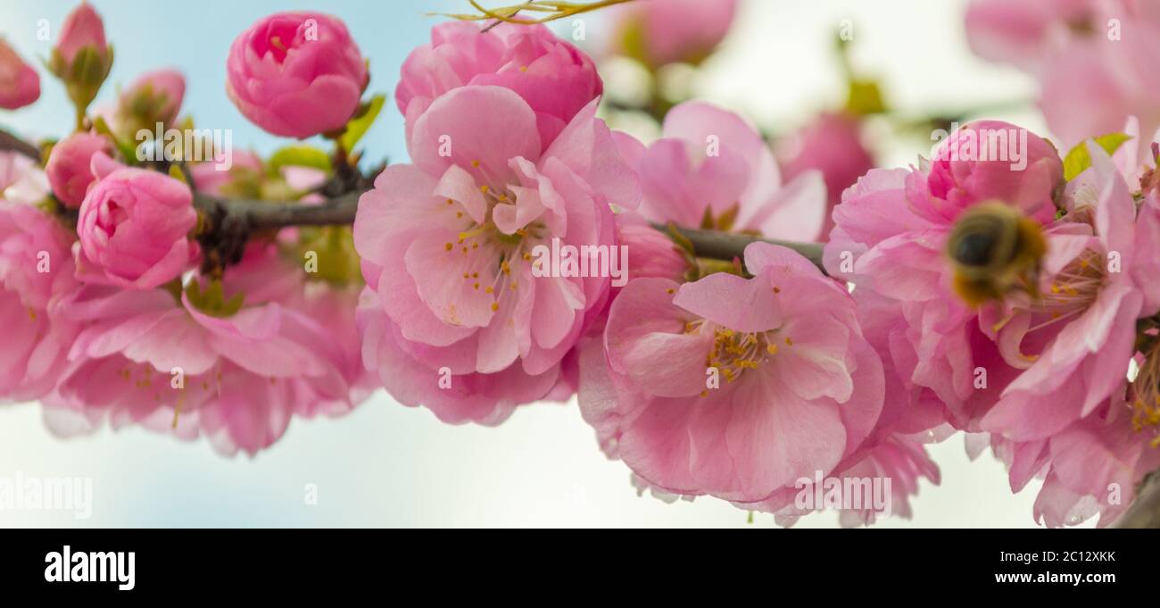 Ramo di fiore di sakur pieno di fiori rosa brillante Banner con fiori rosa sul ramo di sakura albero. Foto Stock