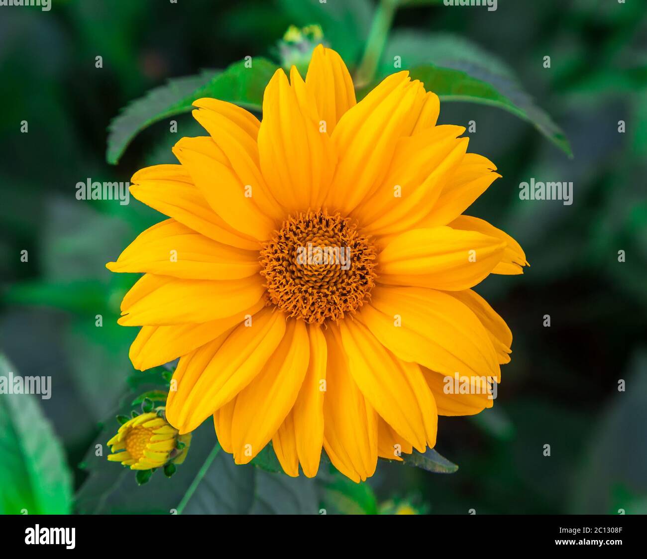 Fiori Crisantemi arancione Foto stock - Alamy