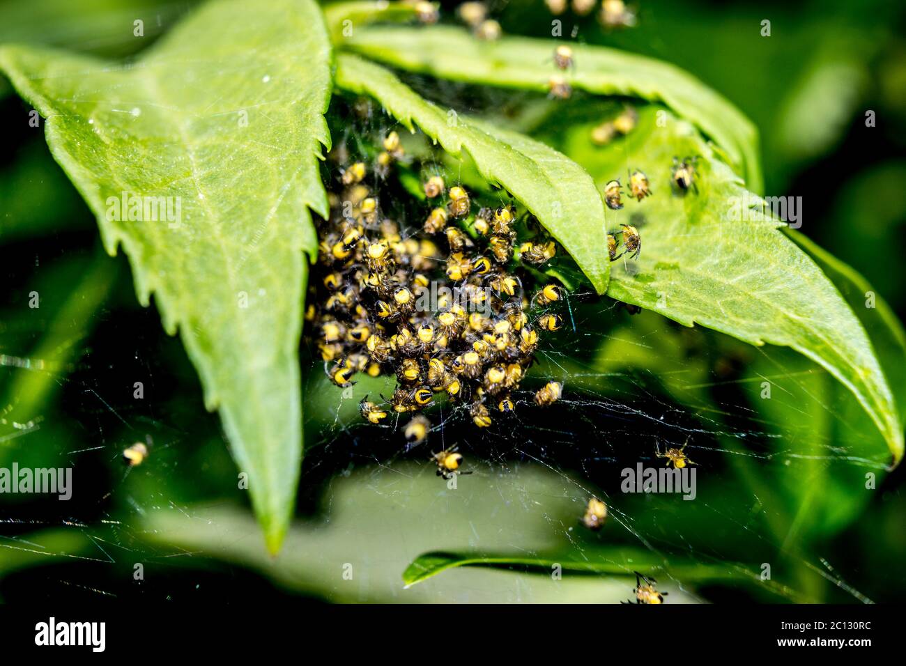 Macro di nido ragno con ragni da giardino giallo araneus diadematus sulle foglie della foresta Foto Stock