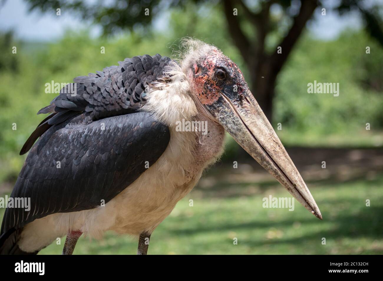 Ritratto di una cicogna marabù (Leptoptilos crumenifer) sulle rive del canale di Kazinga, Parco Nazionale della Regina Elisabetta, Uganda Foto Stock