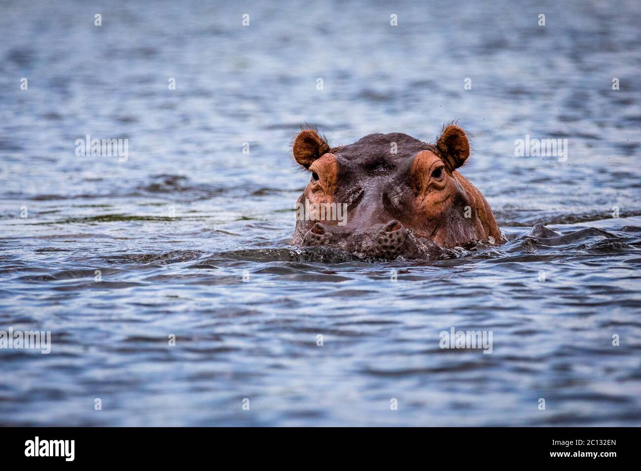 Ippopotamo (Hippopotamus amphibius) nel fiume Nilo, Murchison Falls National Park, Uganda Foto Stock
