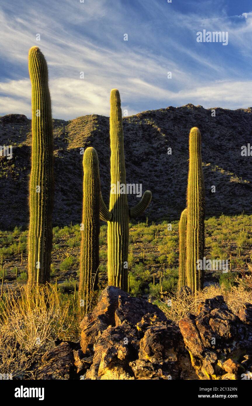 Cactus di Saguaro, deserto di montagna di Estrella, Arizona Foto Stock