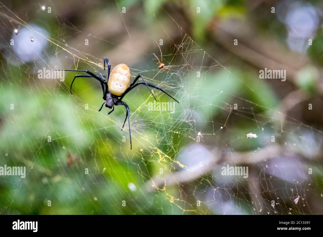 Orb-tessitore di seta dorata africana o ragno di fotoricettore dorato dell'orb (nephila constricta) nel relativo fotoricettore, Uganda, Africa Foto Stock