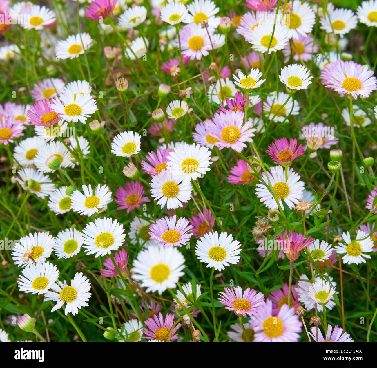 Margherite rosa e bianca in un prato di fiori Foto Stock