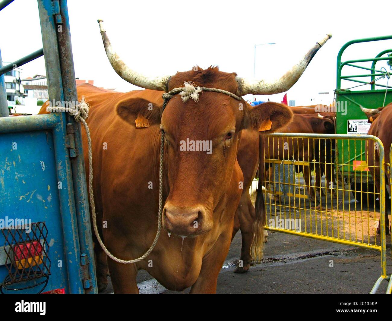 Bue legato ad un carro, fiera del bestiame, vista ravvicinata testa. Foto Stock