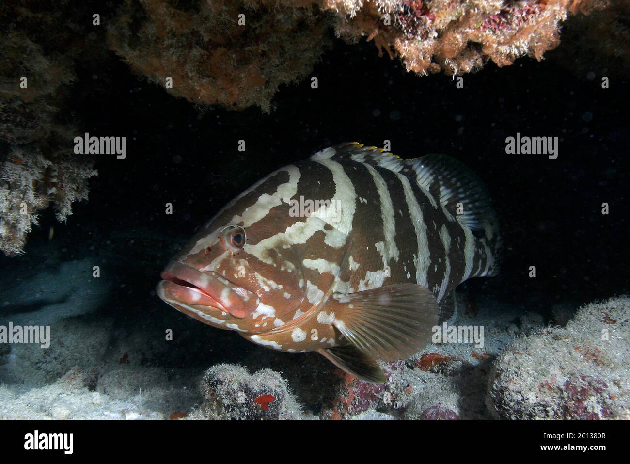 Il gruppo di Nassau, Epinephelus striatus, è una specie criticamente minacciata. Foto Stock