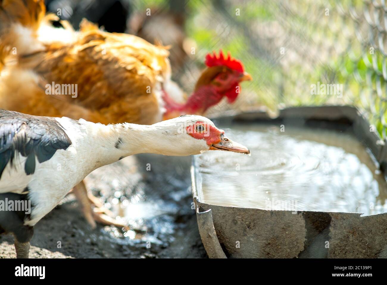 Alimentazione di anatra su cortile rurale tradizionale. Dettaglio di un uccello acquerello che beve acqua sul cortile fienile. Concetto di allevamento avicolo a gamma libera. Foto Stock