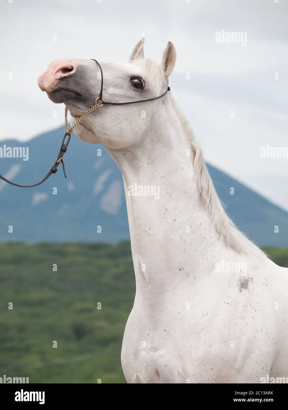 Ritratto di bianco stallone arabo a sfondo di montagna Foto Stock