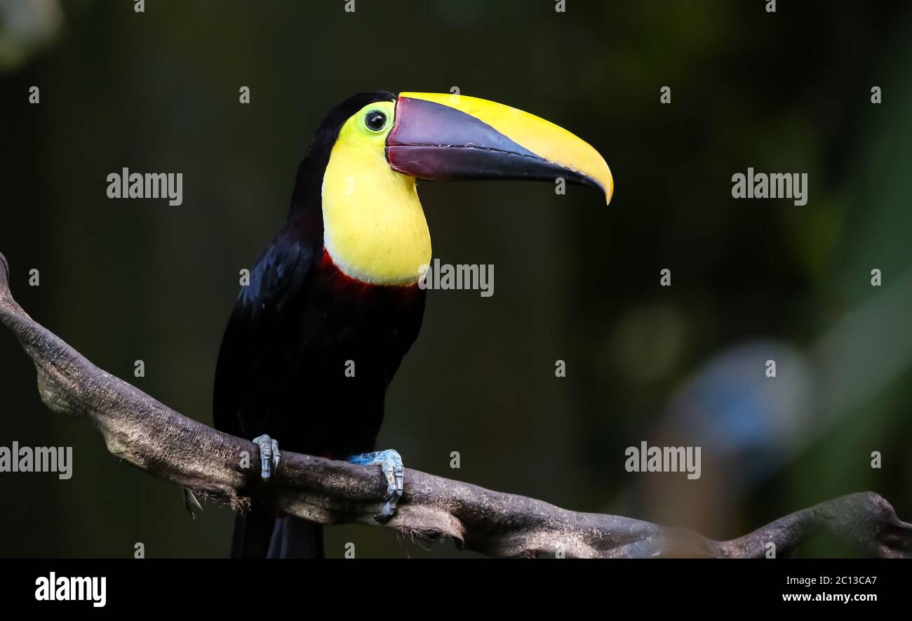 Castagno Mandidiled Toucan su una liana nella giungla della Costa Rica Foto Stock