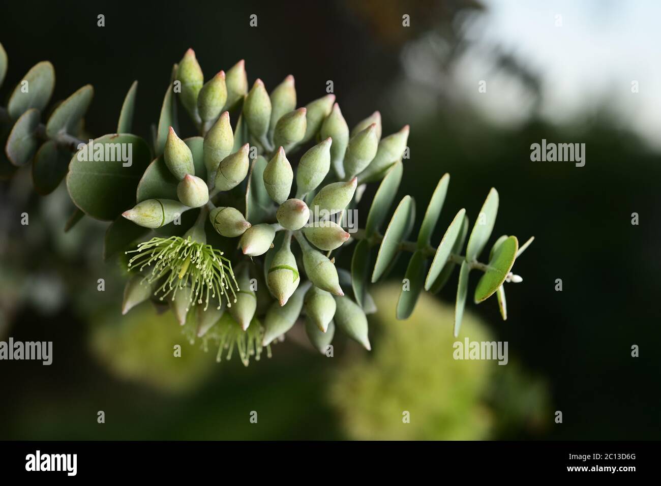 Primo piano di E. Krusean fiori emergenti da boccioli di fiori. Il nome della specie a volte ha scritto krueseana. Foto Stock