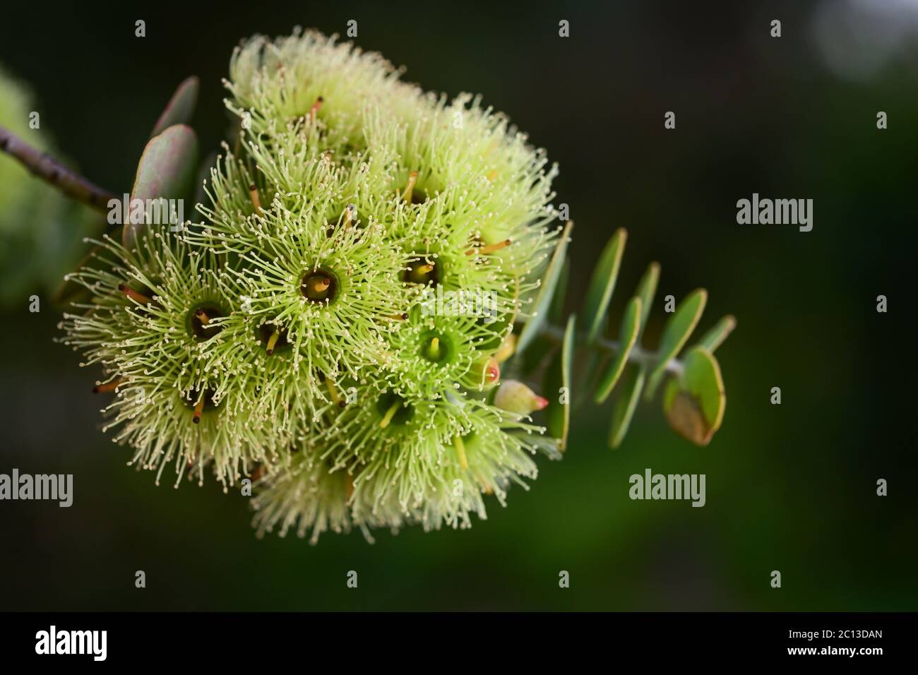 Fiori gialli di foglia di Bookl Mallee tree. Foto Stock