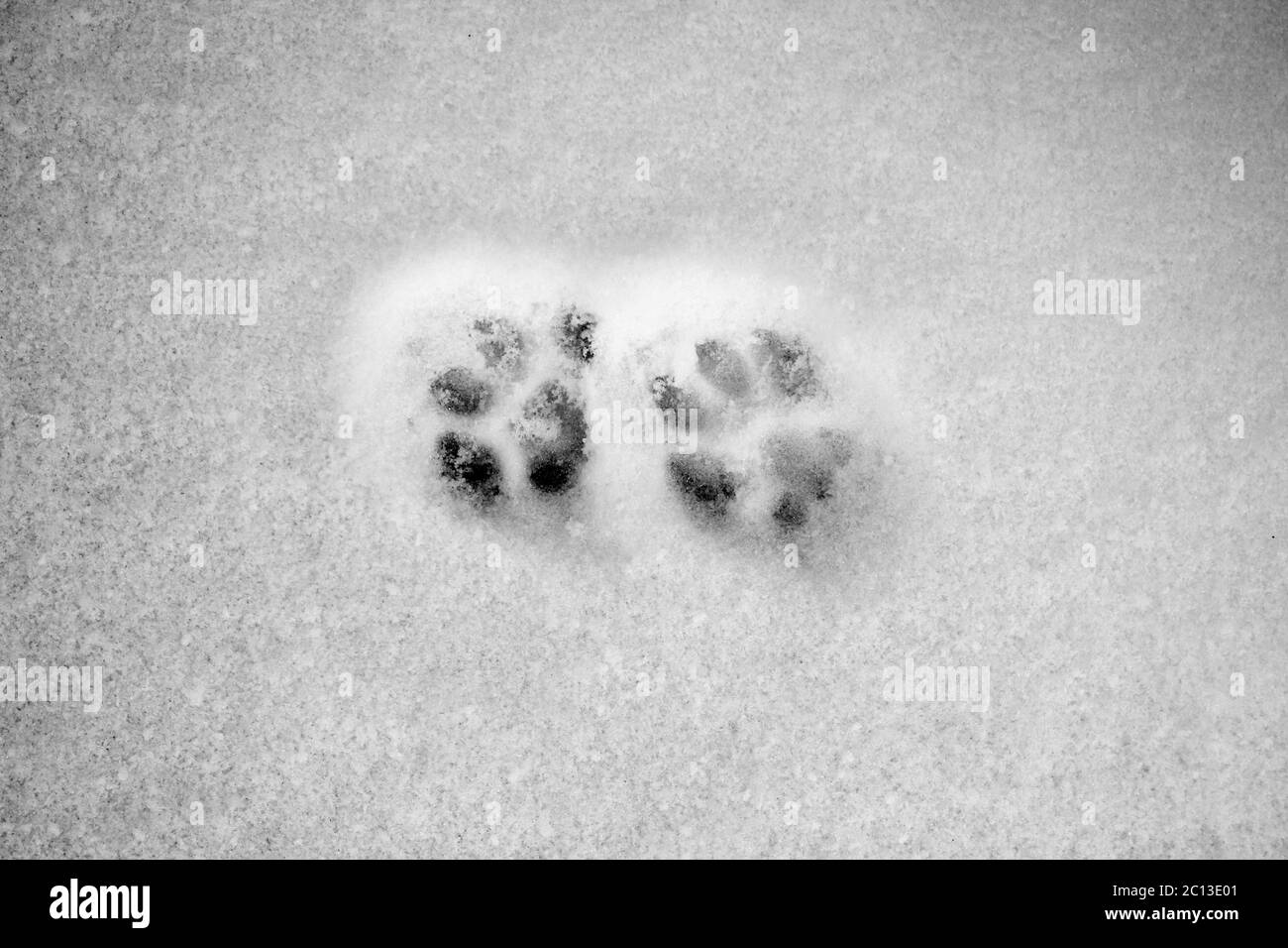 crosta nevosa, tracce di felino, sfondo bianco. Foto Stock