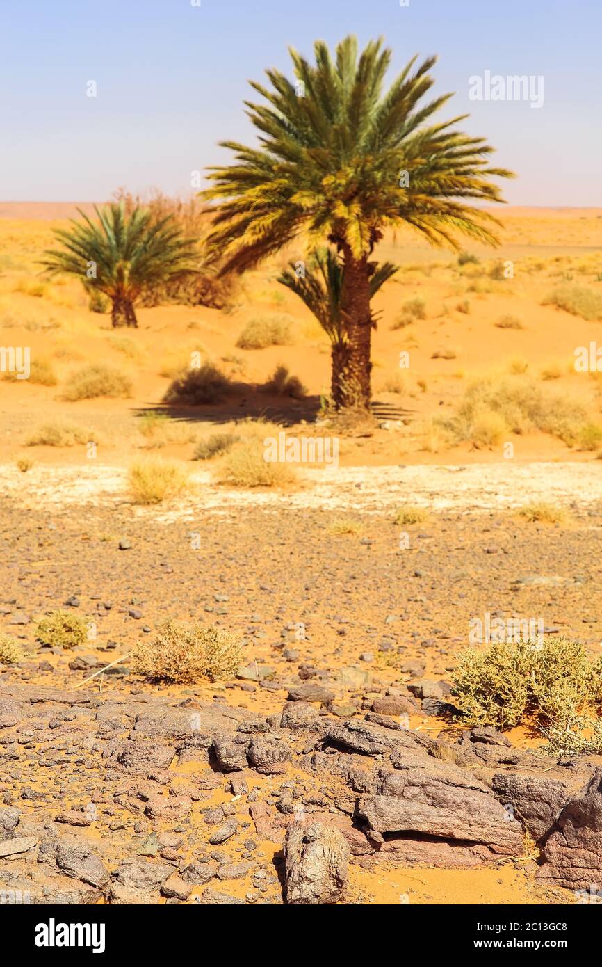 Marocchino bellissimo paesaggio di montagna nel deserto con oasi Foto Stock
