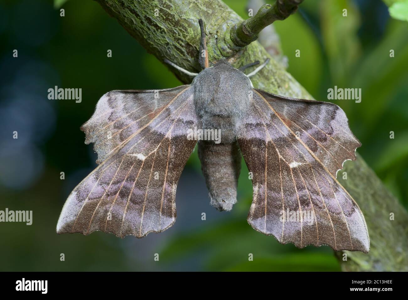 La falce di pioppo è ben illuminata, e mostra il suo intricato dettaglio ala appesa ad un ramo spesso coperto di lichene. Giorno cremoso blu e verde backg Foto Stock