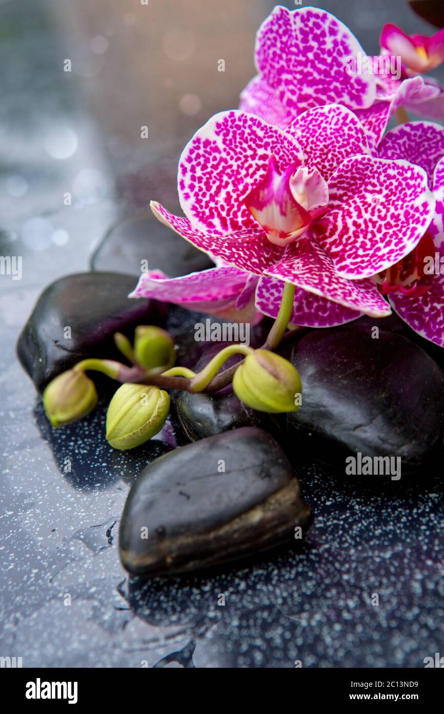 Concetto Spa con pietre zen e orchidea rosa. Foto Stock