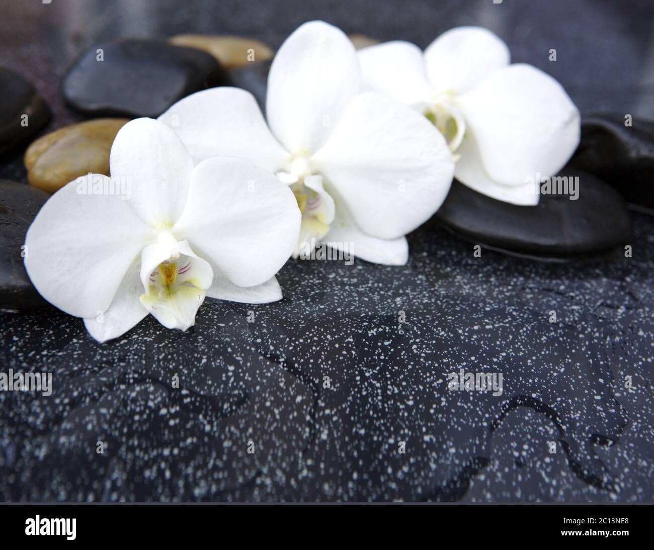 Tre fiori di orchidee e pietre. Foto Stock