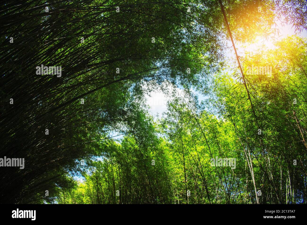 Foglie di bambù sono con luce durante un giorno. Foto Stock